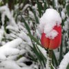 Погода на март в Украине: зима еще напомнит о себе