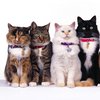 Топ-5 самых популярных пород кошек в Украине 