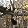 В зоопарку Австрії маленькі панди-близнюки викликали захват у відвідувачів