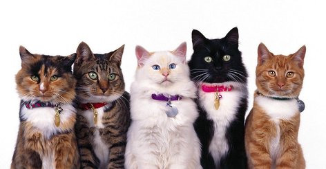 Персидская кошка