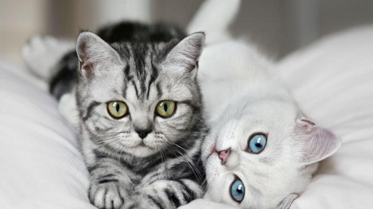 1 марта - Международный день кошек