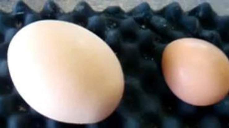 Автор видео отметил, что никто из домочадцев не захотел есть это необычное яйцо 