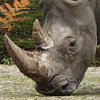 Во Франции носорогам укоротят рога 