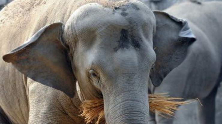 В зоопарке Японии слон убил смотрителя