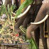 У Таїланді влаштували бенкет для слонів
