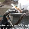В Киеве в мусорном баке нашли мертвого удава (фото)