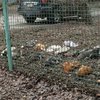 В Киеве живодеры отравили редких птиц (фото)
