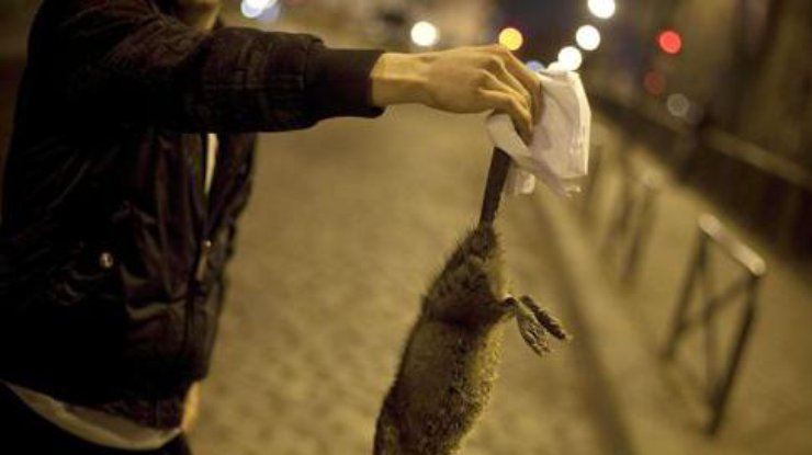 Париж заполонили крысы 