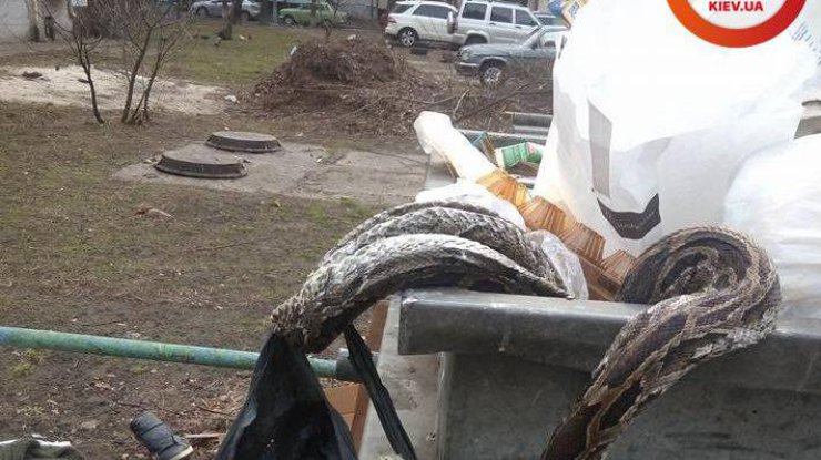 В Киеве в мусорном баке нашли мертвого удава. Фото: dtp.kiev.ua