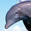 В Австралии дельфин случайно прыгнул на серфера (видео)