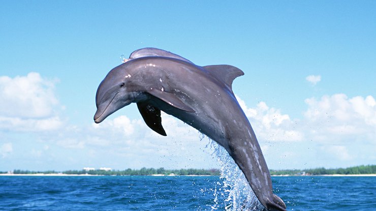 В Австралии дельфин случайно прыгнул на серфера 