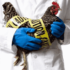 Птичий грипп: страны-импортеры отказались от украинского мяса 