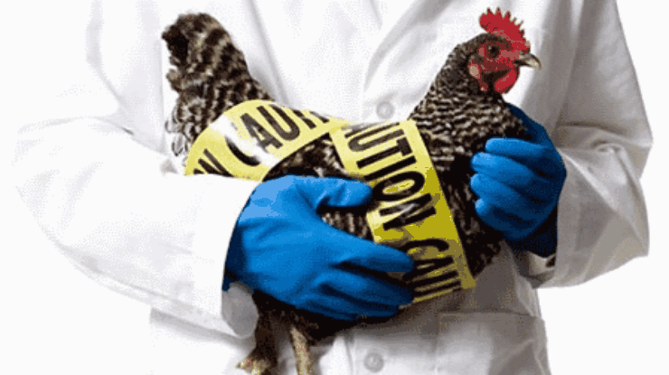 Запрет на поставки украинкой курятины в ЕС действует для Черновицкой, Одесской и Херсонской областей