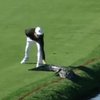 Страшное зрелище: американец прогнал аллигатора с поля для гольфа (видео) 
