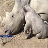 В зоопарку Франції народився білий носоріг