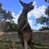 В Австралии кенгуру подружился с ящерицей (фото)