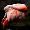 В чешском зоопарке дети до смерти забили фламинго