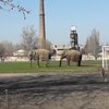 В Мелитополе по стадиону прогулялись слоны (фото)