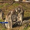 У Віденському зоопарку народилися близнюки лемури