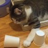 Умный кот разгадал фокус с шариком (видео)