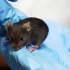 В Нидерландах ученые успешно омолодили мышей