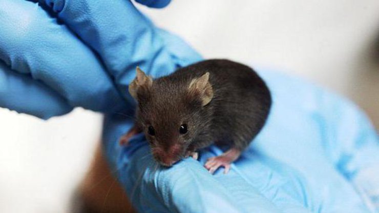 В Нидерландах ученые успешно омолодили мышей