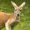 В Австралии злой кенгуру атаковал автомобиль (видео)