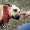 В Южной Корее зоозащитники спасли от съедения десятки собак 