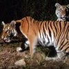 В Таиланде ученые нашли редких тигров (видео)