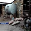 На Запоріжжі від африканської чуми померли 18 свиней