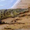 В зоопарке Туниса посетители забили крокодила камнями