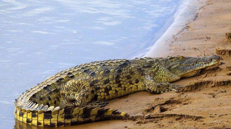 В зоопарке Туниса посетители забили крокодила камнями