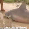 В Австралии мощный ураган вынес акулу на проезжую часть (видео)
