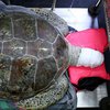 В Бангкоке врачи достали из черепахи 5 килограмм монет (фото) 