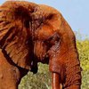 В Кении убили одного из последних в природе слонов-гигантов (фото) 