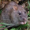 На Прикарпатье женщину атаковала бешеная крыса