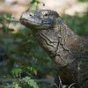 Национальный парк Комодо: как выглядят современные драконы (фото, видео)