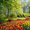 Киев заполонят миллионы цветов