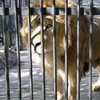 Жителя Запорожья в бане едва не загрыз лев (фото)