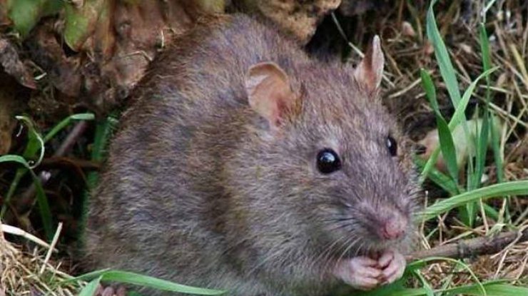 На Прикарпатье на женщину напала бешеная крыса