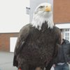 Английского болельщика засудили за нападение на орла-талисмана соперника (видео)