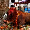В Индии ввели пожизненное заключение за убийство коров 