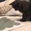 Хит сети: кошка рассмешила реакцией на оптическую иллюзию (видео)
