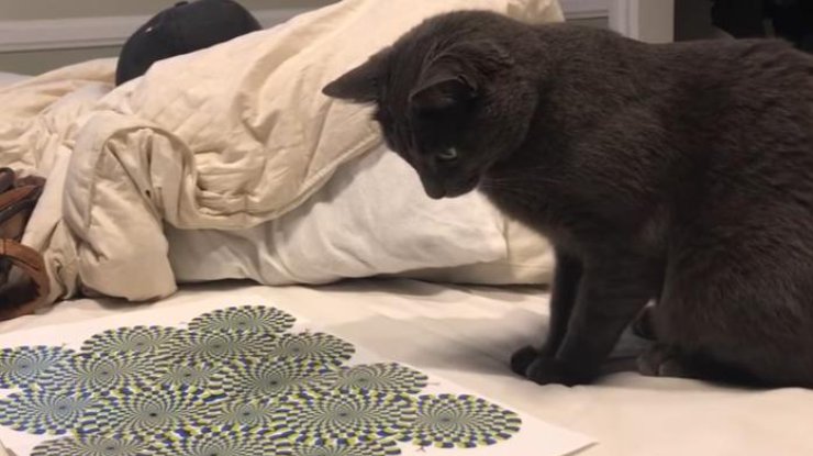 Кошка рассмешила реакцией на оптическую иллюзию