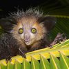 На Мадагаскаре из-за суеверий чуть не истребили лемуров 