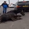 По трассе "Киев-Одесса" живодеры протащили на веревке коня (видео) 