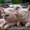 В США будут выращивать человеческие органы с помощью свиней