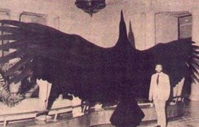 Аргентавис - самая большая птица на Земле