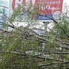 Непогода в Украине: дерево убило женщину