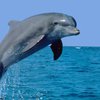 Осьминог сумел "оседлать" дельфина (фото)